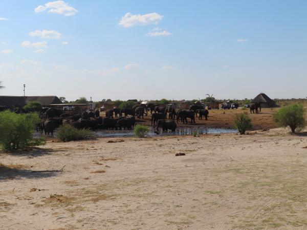 Elephant Sand Lodge and Bird Sanctuary near Nata
