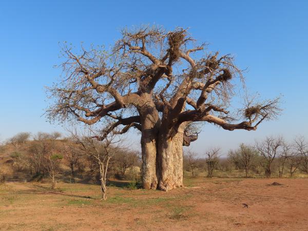 South Africa Countryside